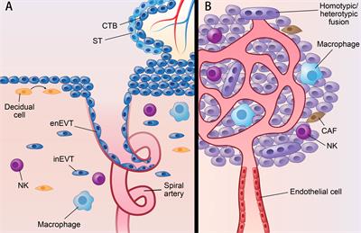 Three categories of similarities between the placenta and cancer that can aid cancer treatment: Cells, the microenvironment, and metabolites